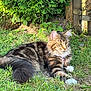 cat, tabby_cat, fluffy_fur, grass, garden, outdoor, sunlight, greenery, leaves, wooden_fence, pet, animal, nature, relaxing, yellow_eyes, whiskers, paws, alert, mammal, feline