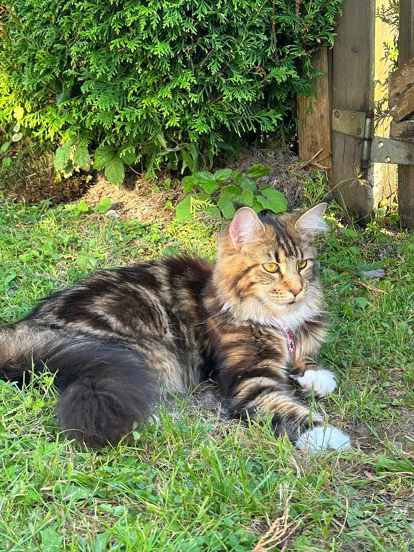 Winnie a rejoint le concours — aidez-le/la à gagner de superbes lots ! cat, tabby_cat, fluffy_fur, grass, garden, outdoor, sunlight, greenery, leaves, wooden_fence, pet, animal, nature, relaxing, yellow_eyes, whiskers, paws, alert, mammal, feline