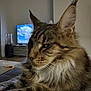 Winnie a rejoint le concours — aidez-le/la à gagner de superbes lots ! cat, fluffy, indoor, pet, feline, closeup, whiskers, fur, ears, television, screen, blue_sky, clouds, living_room, relaxed, animal, portrait, side_view, cozy, home