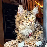 Winnie participe au concours pour gagner de l'argent avec cette photo : cat, tabby, fluffy, yellow_eyes, whiskers, cushion, patterned_fabric, window, indoor, wooden_cabinet, relaxed, pet, feline, closeup, portrait, curious, cozy, fur, animal, domestic