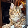 cat, tabby, fluffy, yellow_eyes, whiskers, cushion, patterned_fabric, window, indoor, wooden_cabinet, relaxed, pet, feline, closeup, portrait, curious, cozy, fur, animal, domestic