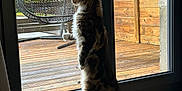 Winnie a rejoint le concours — aidez-le/la à gagner de superbes lots ! cat, indoor, wood_floor, glass_door, hanging_chair, wooden_deck, curious, pet, feline, standing, fur, window, daylight, home, animal, looking_outside, domestic, quiet, natural_light, interior