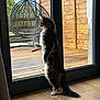 cat, indoor, wood_floor, glass_door, hanging_chair, wooden_deck, curious, pet, feline, standing, fur, window, daylight, home, animal, looking_outside, domestic, quiet, natural_light, interior