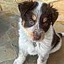 puppy, dog, pet, cute, fur, collar, tag, sitting, floor, stone, brown, white, black, ears, face, eyes, adorable, young, animal, closeup