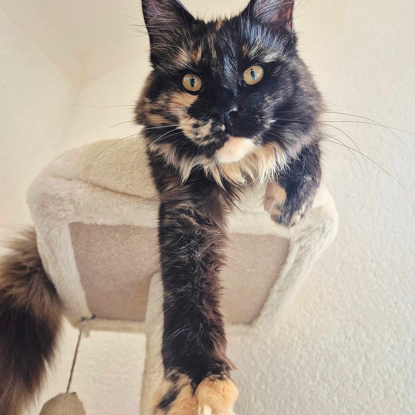 Mercredi a rejoint le concours — aidez-le/la à gagner de superbes lots ! animal, beige, cat, cat_tree, close_up, curious, cute, ears, feline, fluffy, fur, indoor, looking, paw, pet, portrait, relaxed, stretching, tortoiseshell, whiskers