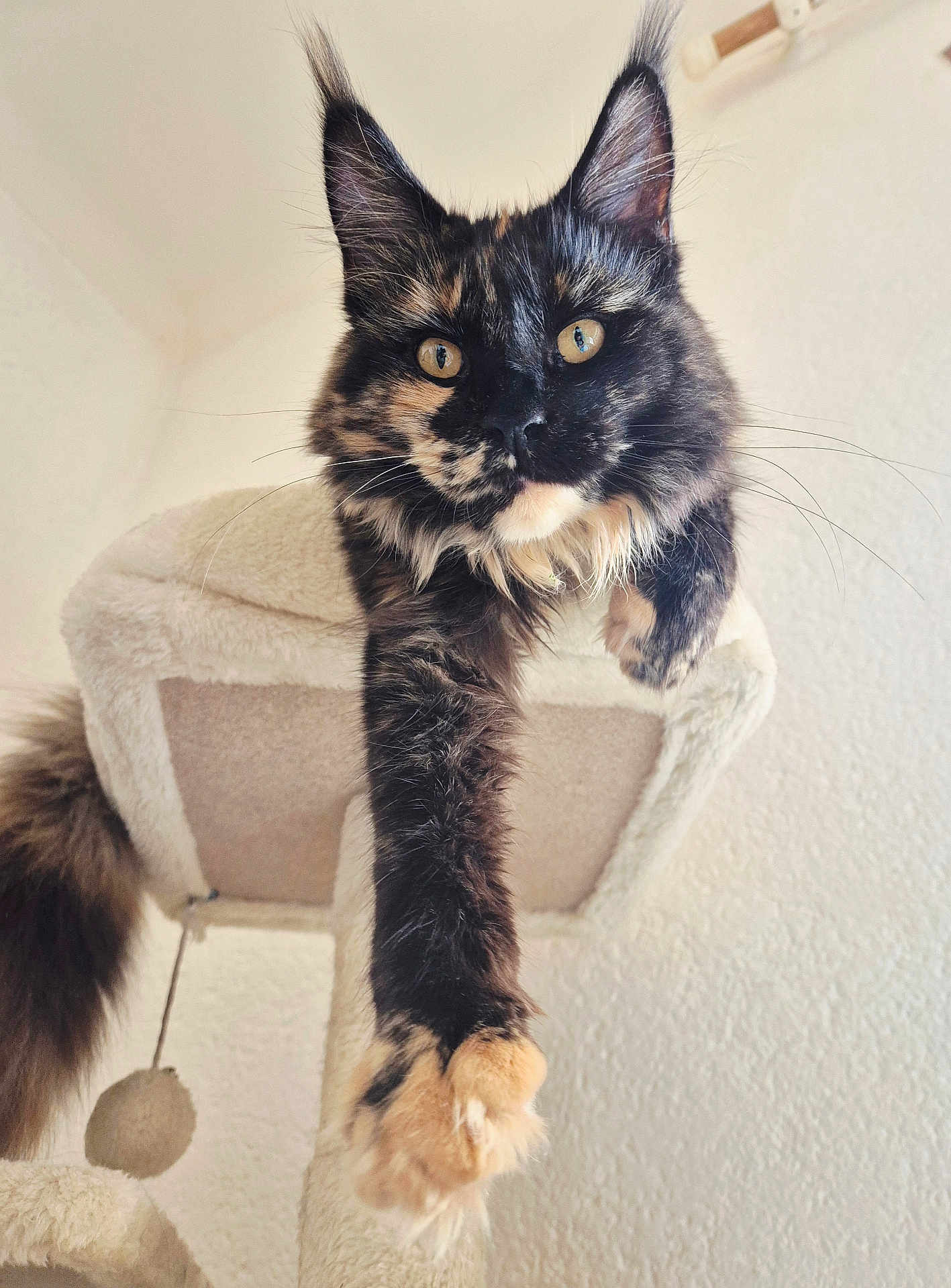 Mercredi a rejoint le concours — aidez-le/la à gagner de superbes lots ! cat, tortoiseshell, feline, pet, animal, fluffy, paw, ears, whiskers, cat_tree, indoor, curious, stretching, close_up, beige, fur, portrait, looking, cute, relaxed