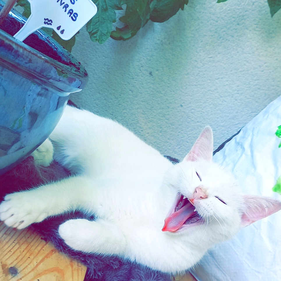 John Snow
