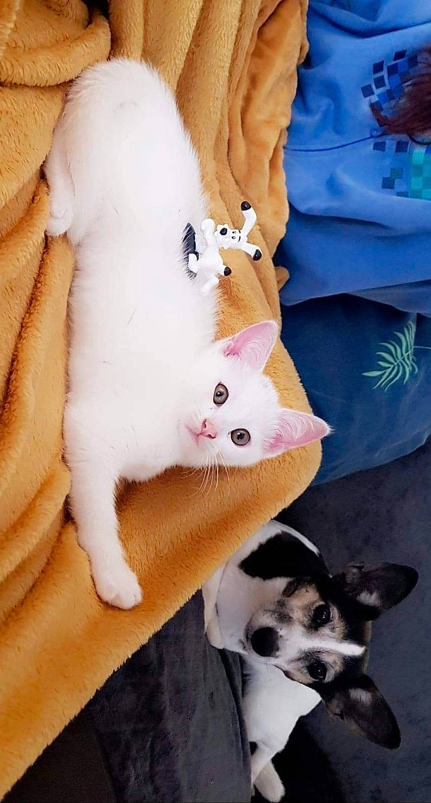 John Snow participe au concours pour gagner de l'argent avec cette photo : canidae, carnivore, cat, comfort, companion_dog, dog, dog_breed, ear, fawn, felidae, foot, hand, head, lap, small_to_medium_sized_cats, snout, stuffed_toy, tail, toy, whiskers