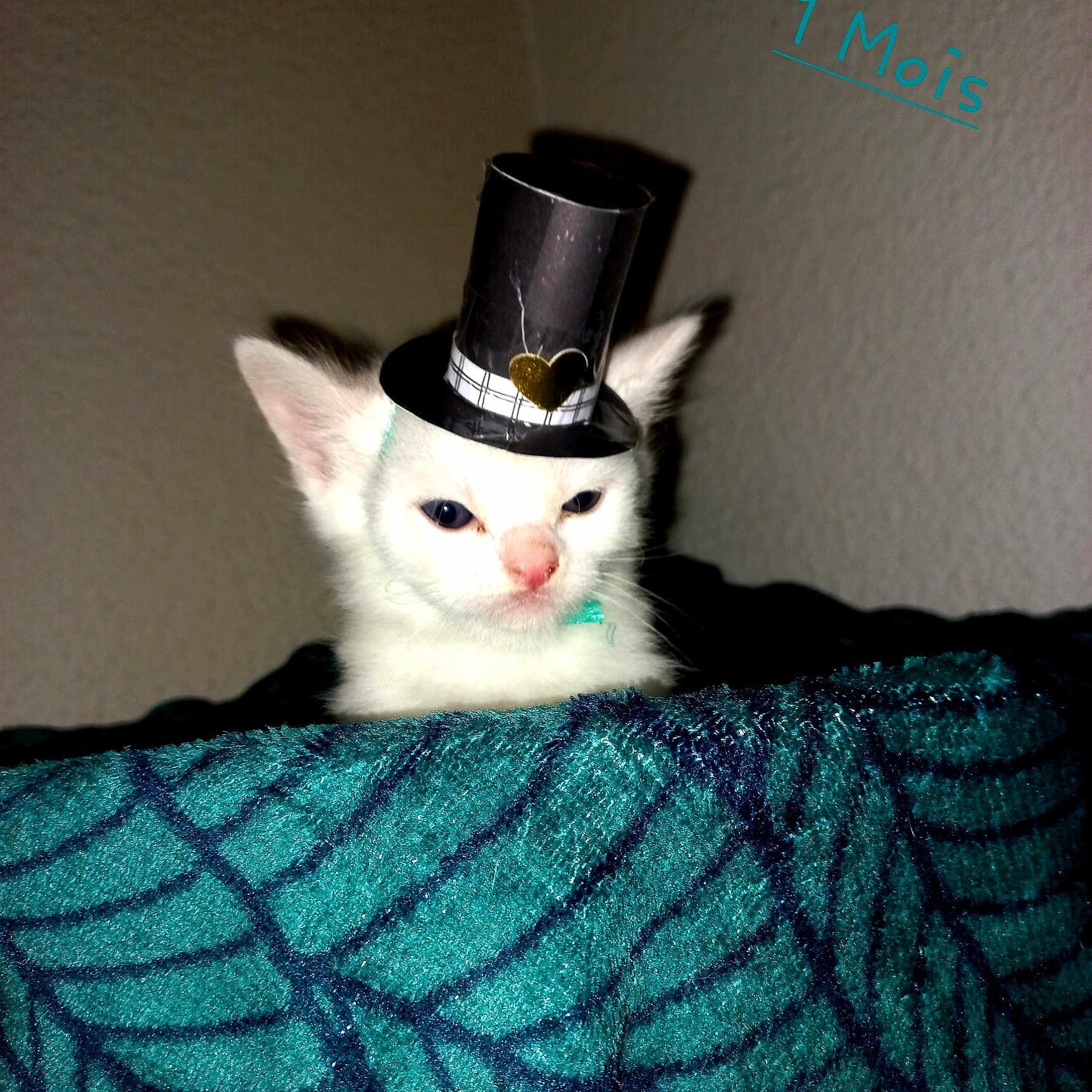 Mr Chat