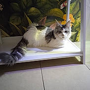 Vianney participe au concours pour gagner de l'argent avec cette photo : cat, animal, pet, feline, indoor, shelf, white, gray, long_tail, fluffy, resting, leafy_background, floral_wallpaper, floor_tiles, quiet, calm, portrait, home, furniture, relaxed