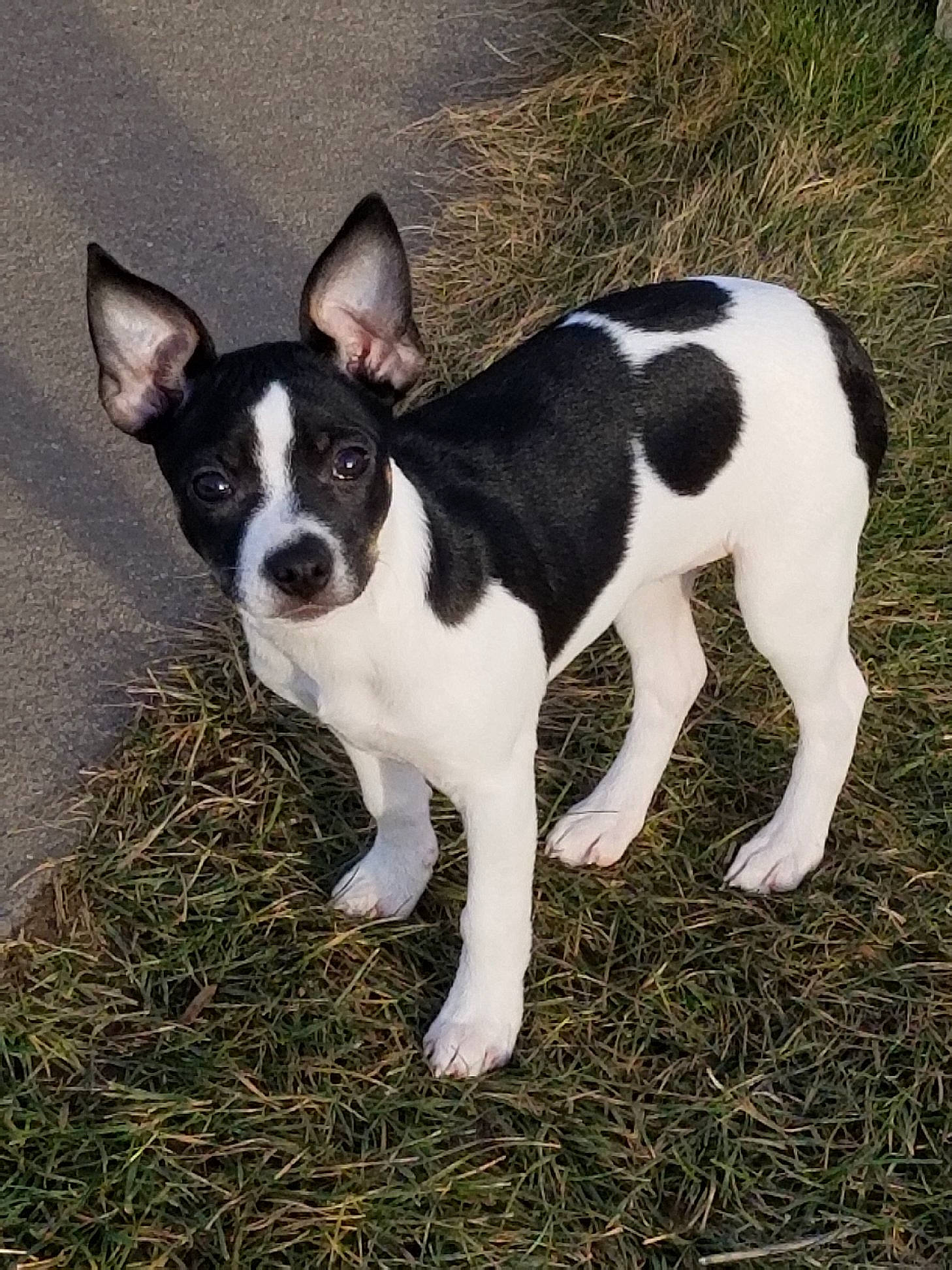 Remi joined the competition — help win amazing prizes! canidae, carmine, carnivore, companion_dog, dog, dog_breed, grass, non_sporting_group, snout, sporting_group, tail, terrestrial_animal, whiskers, working_animal