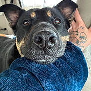 Sybella is registered to the contest to win money with this photo: animal, black_dog, blanket, blue_blanket, car_interior, close_up, cozy, dog, ear, fur, hand, nose, pet, portrait, resting, seat, tan_markings, tattoo, whiskers, window