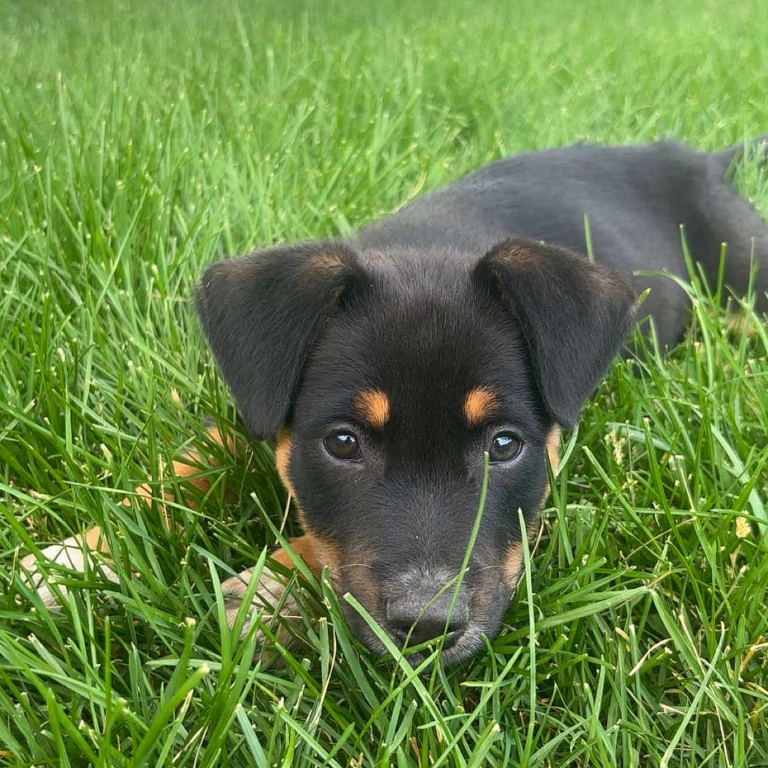 Buddy joined the competition — help win amazing prizes! animal, backyard, black, brown, closeup, cute, dog, ears, eyes, face, fence, fur, grass, greenery, lying_down, nature, outdoor, pet, puppy, young