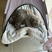 Vahiné a rejoint le concours — aidez-le/la à gagner de superbes lots ! cat, sleeping, fluffy, grey_cat, blanket, pet_hammock, indoor, tile_floor, curtains, relaxation, cozy, furniture, resting, fur, animal, domestic_cat, quiet, peaceful, soft, home