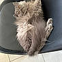 Vahiné participe au concours pour gagner de l'argent avec cette photo : cat, gray, fluffy, orange_eyes, chair, black_chair, feline, pet, indoor, relaxed, fur, animal, cute, whiskers, paws, tile_floor, domestic_cat, laying_down, cozy, soft