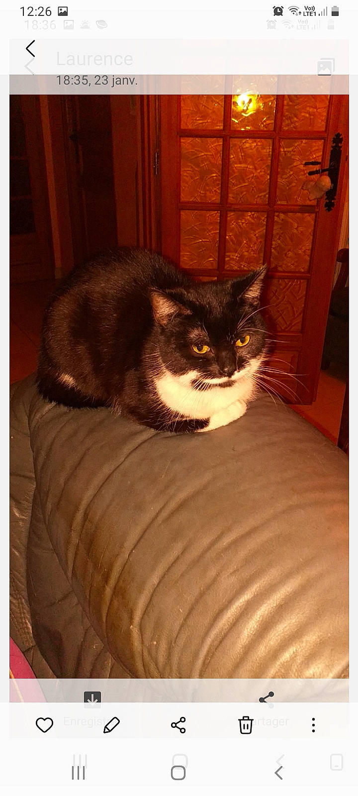 Marco participe au concours pour gagner de l'argent avec cette photo : brown, carnivore, cat, cat_supply, chair, comfort, domestic_short_haired_cat, felidae, flooring, hardwood, linens, rectangle, room, small_to_medium_sized_cats, snout, tail, textile, tints_and_shades, whiskers, wood