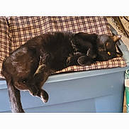 Pooky joined the competition — help win amazing prizes! animal, black_cat, cat, container, cozy, cushion, cute, domestic, feline, fur, household, indoor, lazy, pet, plaid_pattern, relaxed, resting, sleepy, tail, whiskers