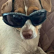 Rustyray is registered to the contest to win money with this photo: dog, sunglasses, pet, animal, brown, white, quilted_blanket, relaxed, indoor, portrait, face, paw, cute, canine, companion, resting, accessory, closeup, funny, lock_screen