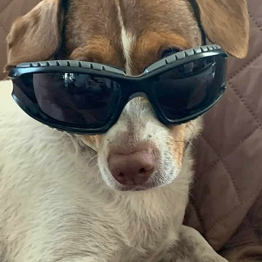 Rustyray is registered to the contest to win money with this photo: dog, sunglasses, pet, animal, brown, white, quilted_blanket, relaxed, indoor, portrait, face, paw, cute, canine, companion, resting, accessory, closeup, funny, lock_screen