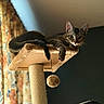 animal, beige, brown, cat, cat_tree, cozy, curious, curtain, dangle, feline, floral_curtain, furniture, home, indoor, looking, perch, pet, relaxed, tabby_cat, toy