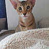 animal, blanket, blue_curtain, cat, close_up, couch, curious, cute, ears, home, indoors, kitten, pet, portrait, short_hair, sitting, soft_furnishing, tabby, whiskers, wide_eyes