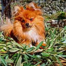 Caline participe au concours pour gagner de l'argent avec cette photo : animal, cute, daylight, dog, fence, fluffy, garden, greenery, leaves, nature, orange, outdoor, pet, pomeranian, relaxed, small_dog, stone_wall, sunlight, tree, wooden_deck