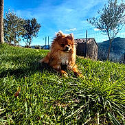 Caline participe au concours pour gagner de l'argent avec cette photo : animal, blue_sky, canine, daytime, dog, fence, fluffy, grass, greenery, landscape, nature, outdoor, pet, pomeranian, relaxing, scenic, small_dog, sunlight, sunny, tree