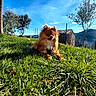 animal, blue_sky, canine, daytime, dog, fence, fluffy, grass, greenery, landscape, nature, outdoor, pet, pomeranian, relaxing, scenic, small_dog, sunlight, sunny, tree