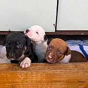 Puppy joined the competition — help win amazing prizes! puppy, dog, three_puppies, wooden_ledge, indoor, towel, cabinet, cute, small, young, animal, pet, brown_puppy, black_puppy, white_puppy, closeup, face, fur, nose, eyes