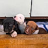 puppy, dog, three_puppies, wooden_ledge, indoor, towel, cabinet, cute, small, young, animal, pet, brown_puppy, black_puppy, white_puppy, closeup, face, fur, nose, eyes