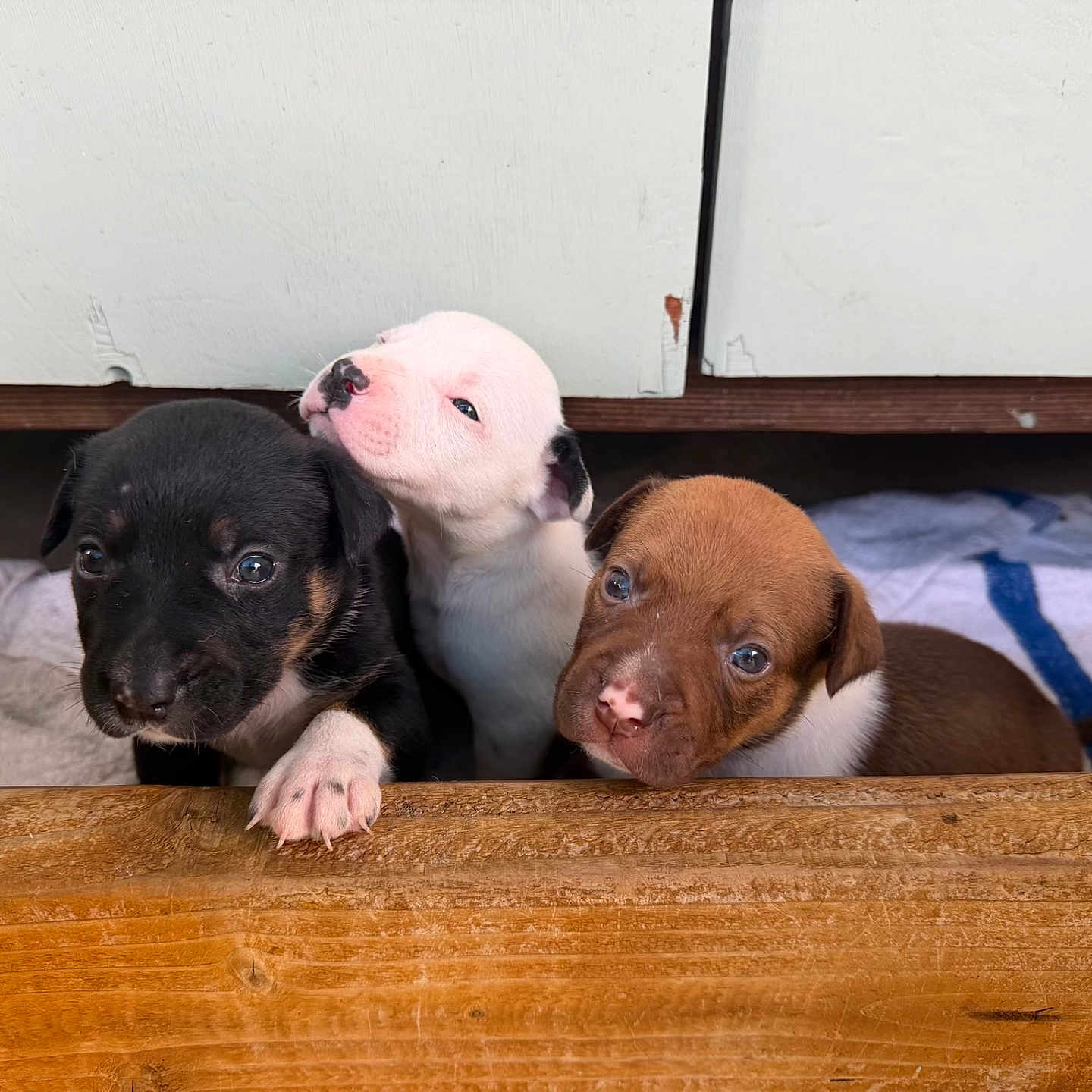 Puppy joined the competition — help win amazing prizes! puppy, dog, three_puppies, wooden_ledge, indoor, towel, cabinet, cute, small, young, animal, pet, brown_puppy, black_puppy, white_puppy, closeup, face, fur, nose, eyes
