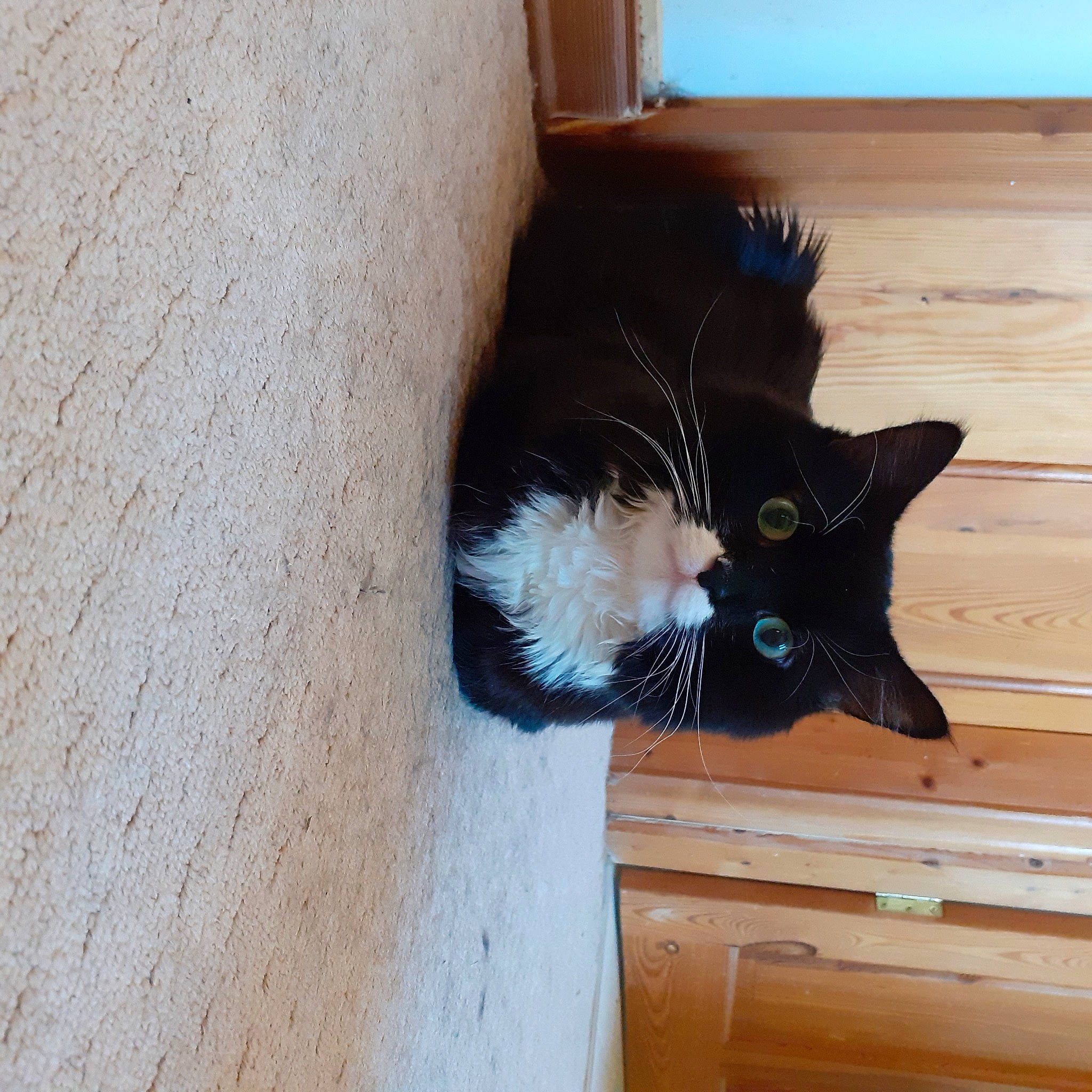 Millie joined the competition — help win amazing prizes! black_cat, brown, cardboard, carnivore, cat, domestic_short_haired_cat, door, felidae, flooring, fur, hardwood, plywood, small_to_medium_sized_cats, snout, tail, varnish, whiskers, window, wood, wood_stain