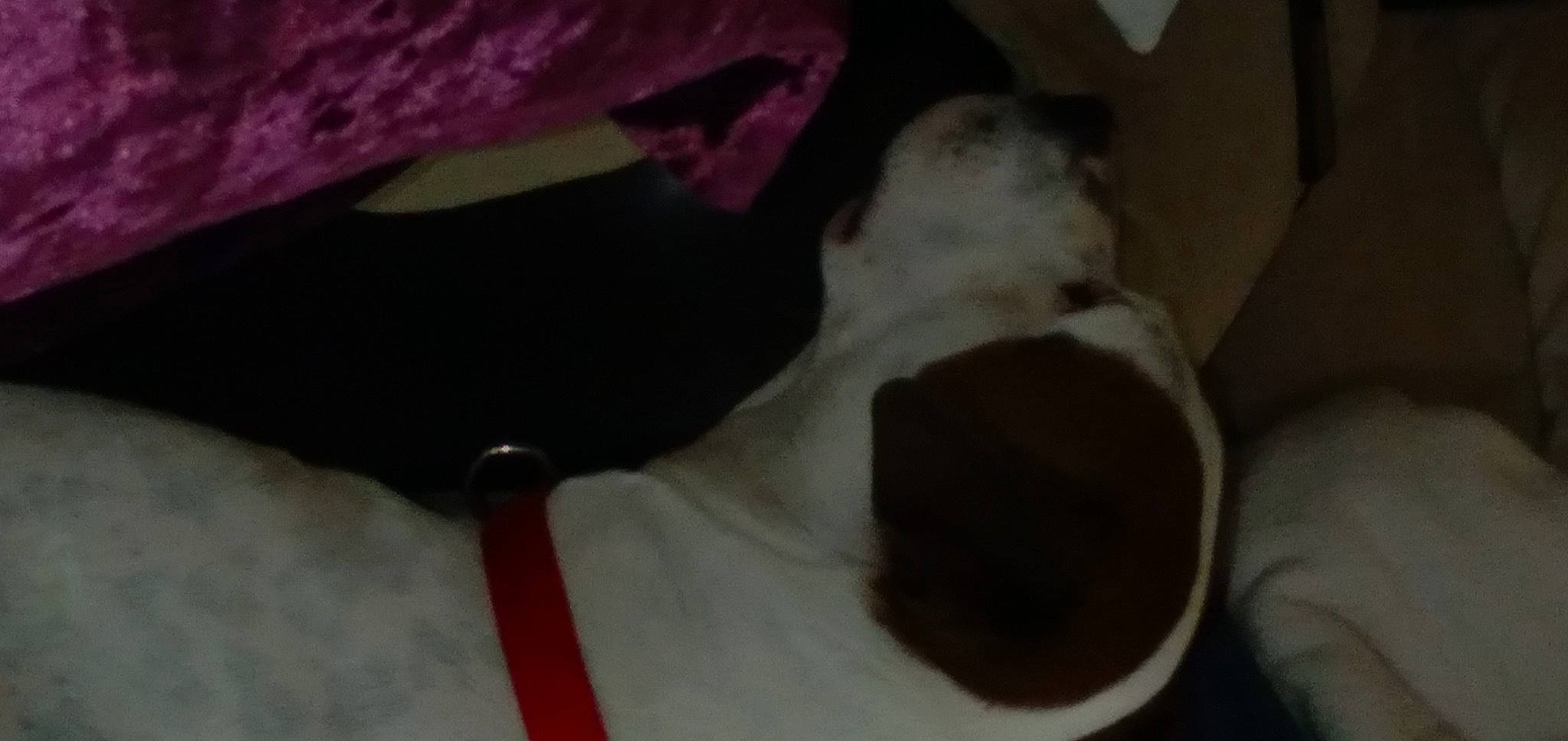 Olaf is registered to the contest to win money with this photo: canidae, carmine, carnivore, cat, cat_supply, comfort, companion_dog, dog_breed, felidae, fur, grey, magenta, paw, petal, small_to_medium_sized_cats, snout, sporting_group, tail, textile, whiskers