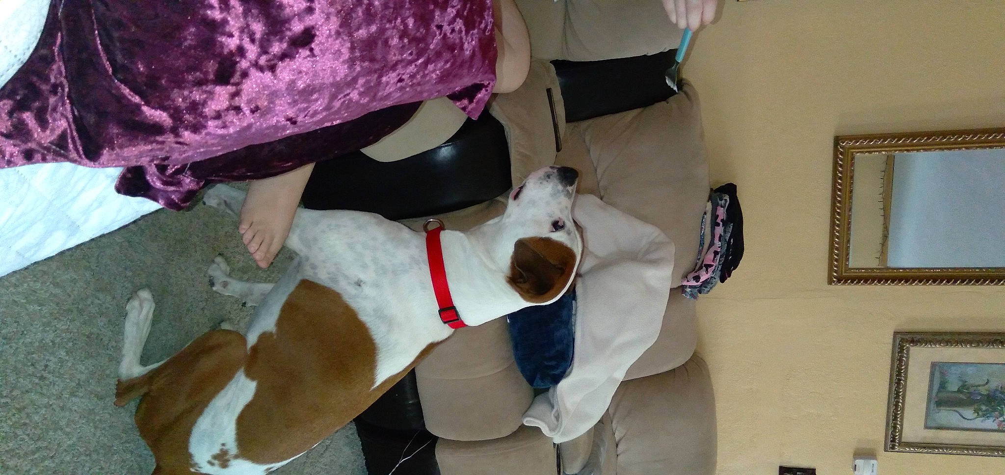 Olaf joined the competition — help win amazing prizes! canidae, carnivore, collar, comfort, companion_dog, dog, dog_breed, dog_collar, dog_supply, fawn, knee, non_sporting_group, personal_protective_equipment, pet_supply, picture_frame, sporting_group, working_animal