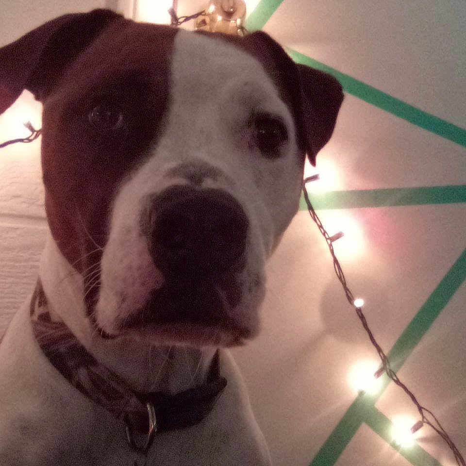 Olaf joined the competition — help win amazing prizes! canidae, carnivore, collar, companion_dog, dog, dog_breed, dog_collar, fawn, fur, metal, non_sporting_group, pet_supply, selfie, sporting_group, tints_and_shades, vertebrate, whiskers, window, working_animal, working_dog