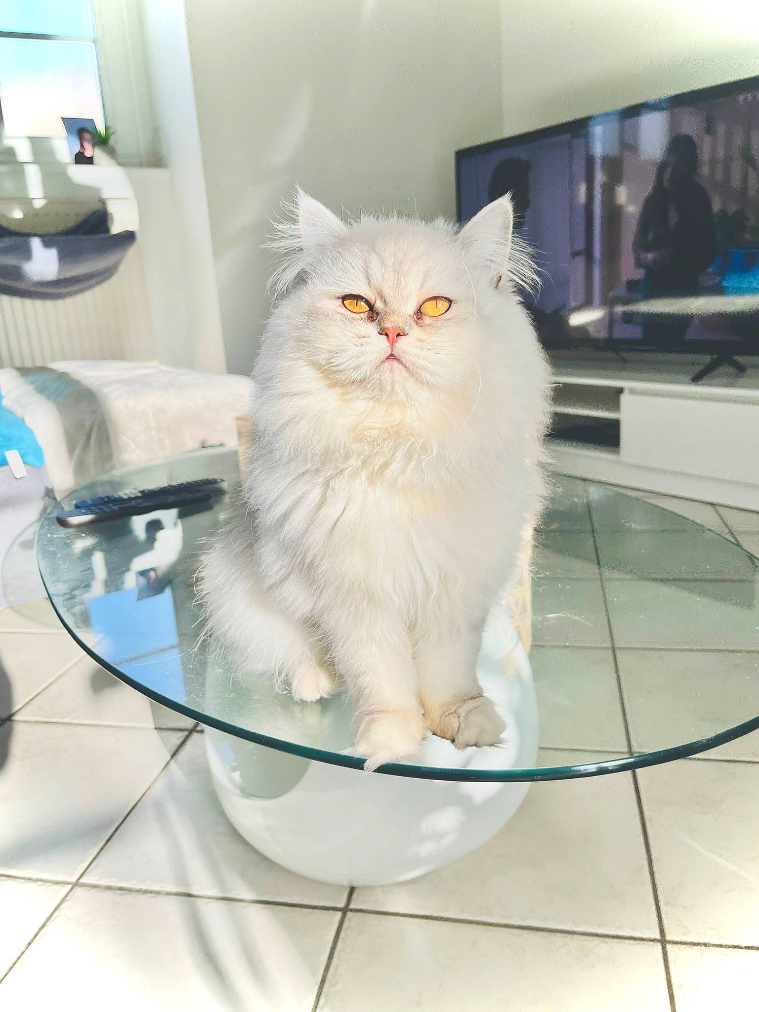 Tchoupi participe au concours pour gagner de l'argent avec cette photo : cabinetry, carnivore, cat, felidae, floor, flooring, fur, gas, room, small_to_medium_sized_cats, tail, television, tile_flooring, whiskers