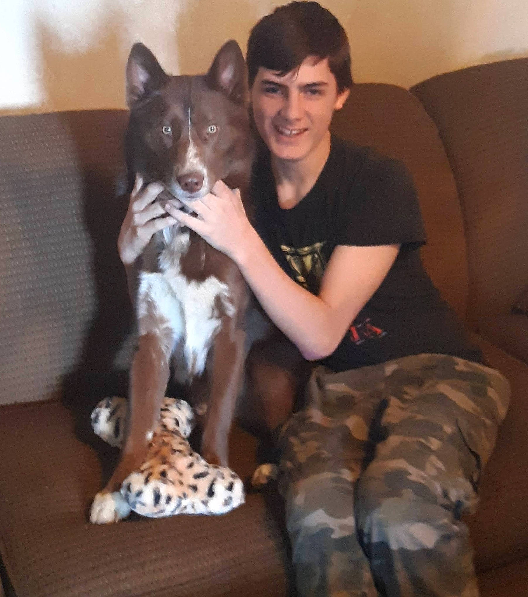 Hachi joined the competition — help win amazing prizes! canidae, carnivore, comfort, companion_dog, couch, dog, dog_breed, fawn, fur, furniture, lap, mammal, non_sporting_group, remote_control, sitting, smile, sporting_group, t_shirt, thigh, working_animal