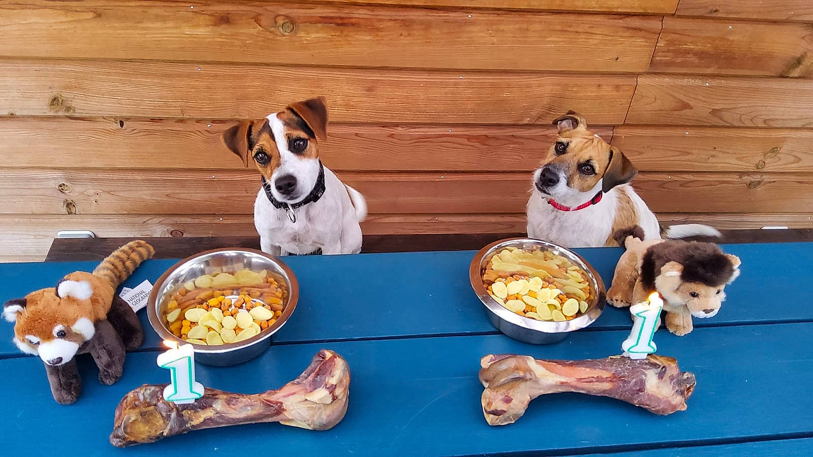 Simba a rejoint le concours — aidez-le/la à gagner de superbes lots ! bowl, carnivore, companion_dog, cuisine, dish, dishware, dog, dog_breed, dog_food, fawn, food, ingredient, mammal, plate, porcelain, recipe, serveware, tableware, vertebrate, wood