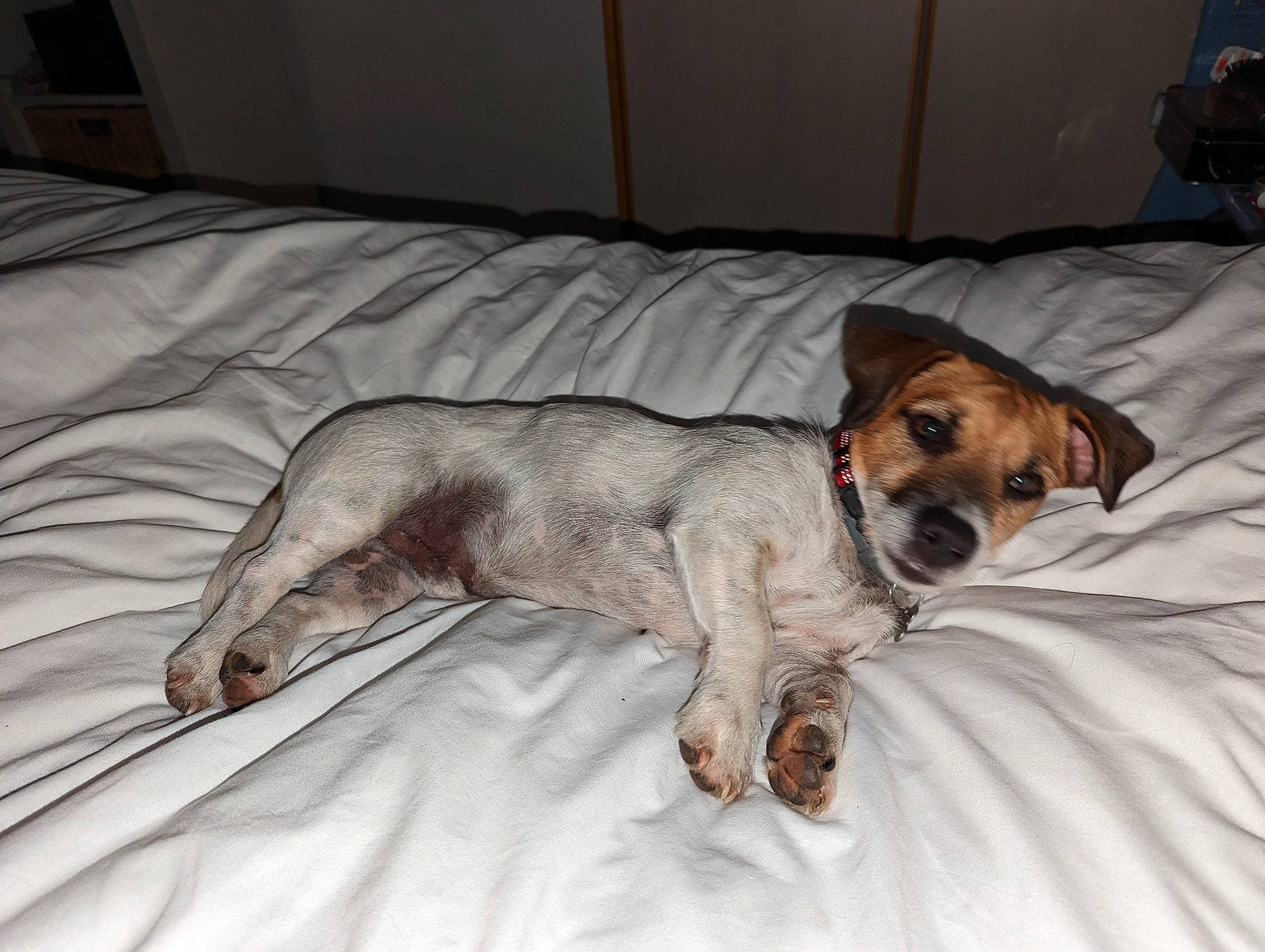 Simba a rejoint le concours — aidez-le/la à gagner de superbes lots ! bored, canidae, carnivore, comfort, companion_dog, couch, dog, dog_breed, dog_supply, fawn, flooring, fur, linens, paw, snout, sporting_group, terrestrial_animal, toy_dog, whiskers, working_animal