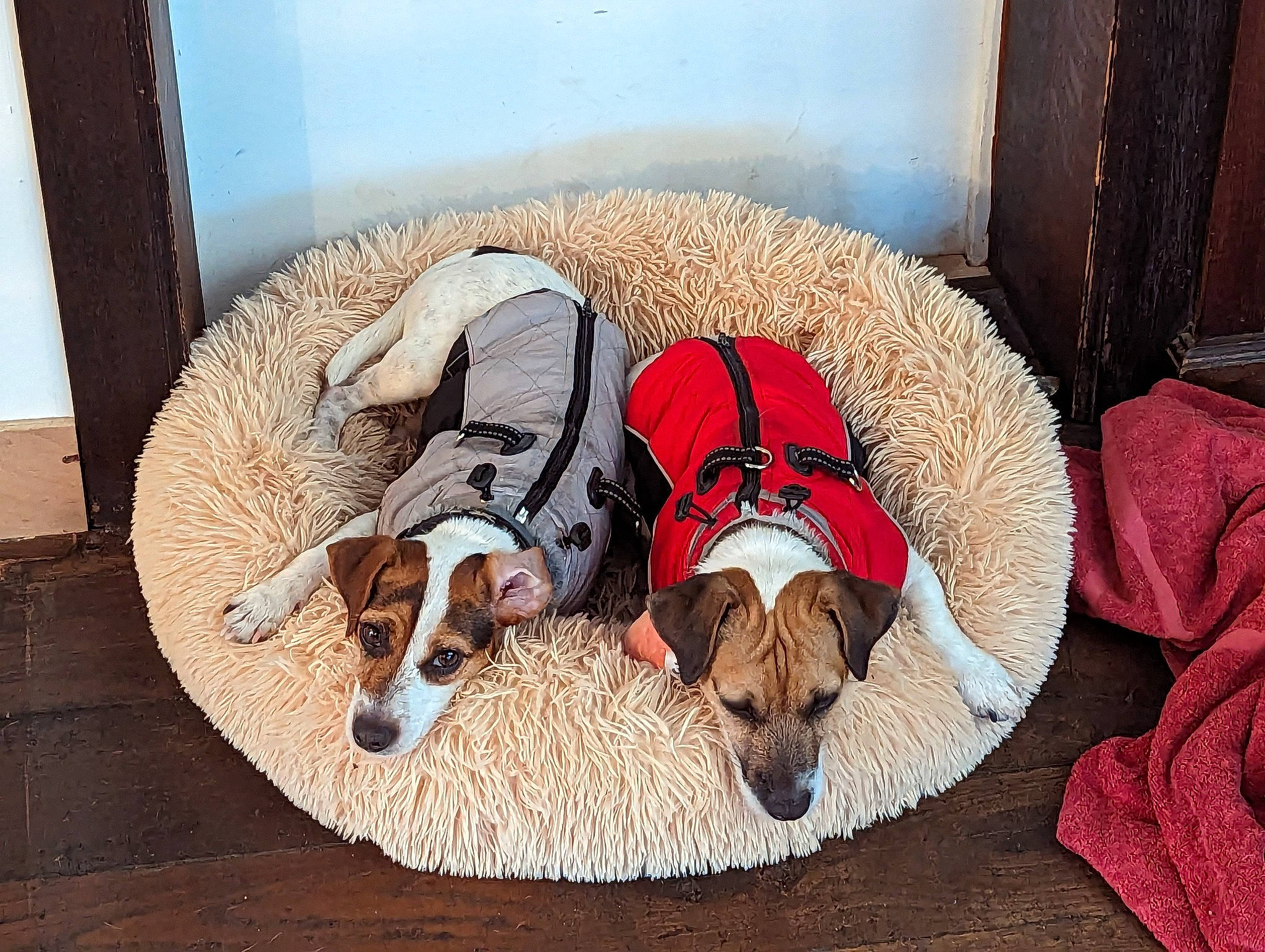 Simba a rejoint le concours — aidez-le/la à gagner de superbes lots ! canidae, carnivore, comfort, companion_dog, dog, dog_bed, dog_breed, dog_supply, fawn, flooring, hound, linens, liver, nap, non_sporting_group, pet_supply, scent_hound, sporting_group, wicker, working_animal