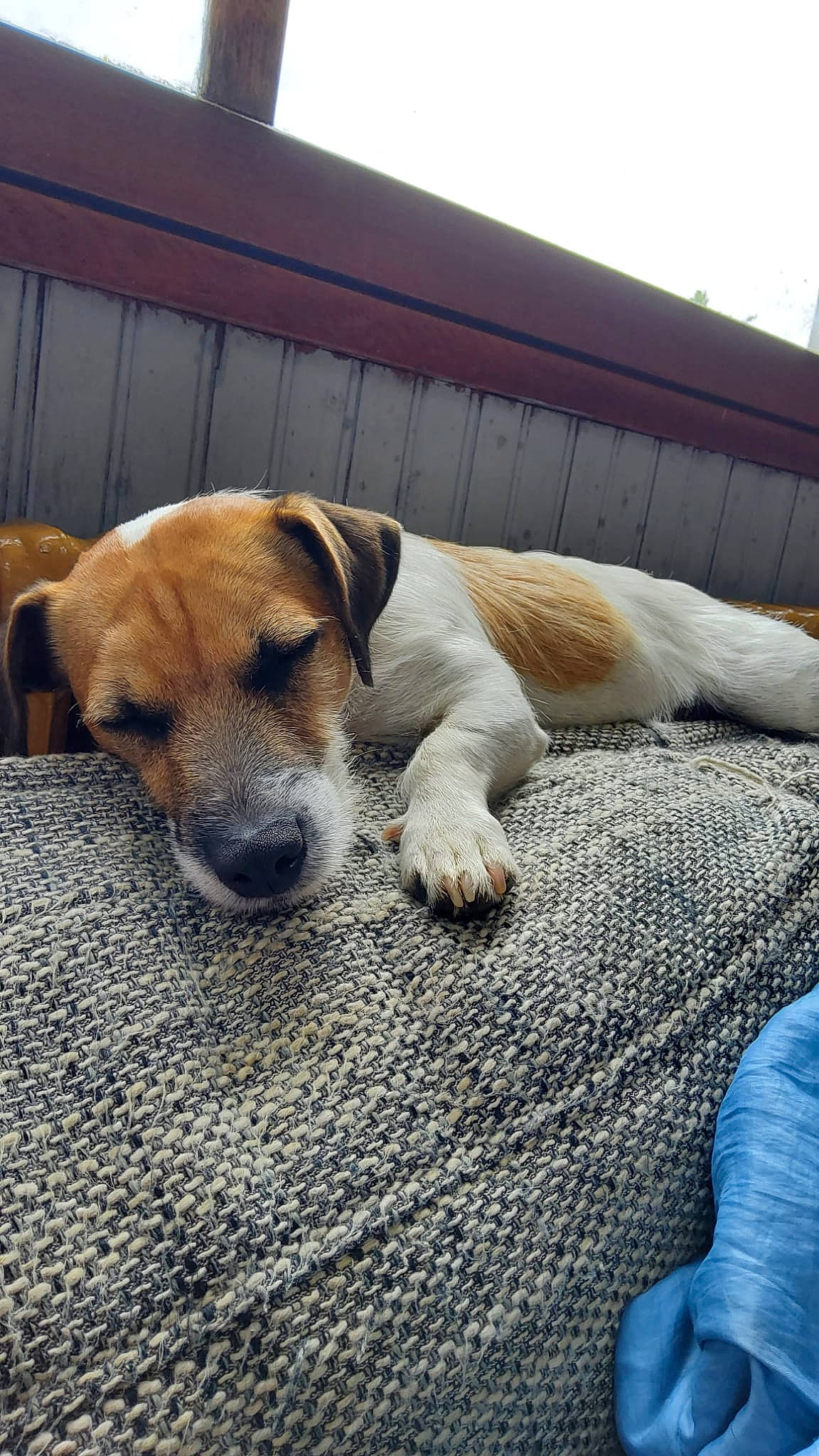 Simba a rejoint le concours — aidez-le/la à gagner de superbes lots ! beagle, canidae, carnivore, comfort, companion_dog, dog, dog_breed, fawn, flooring, fur, hardwood, linens, nap, paw, puppy, sporting_group, tail, whiskers, wood