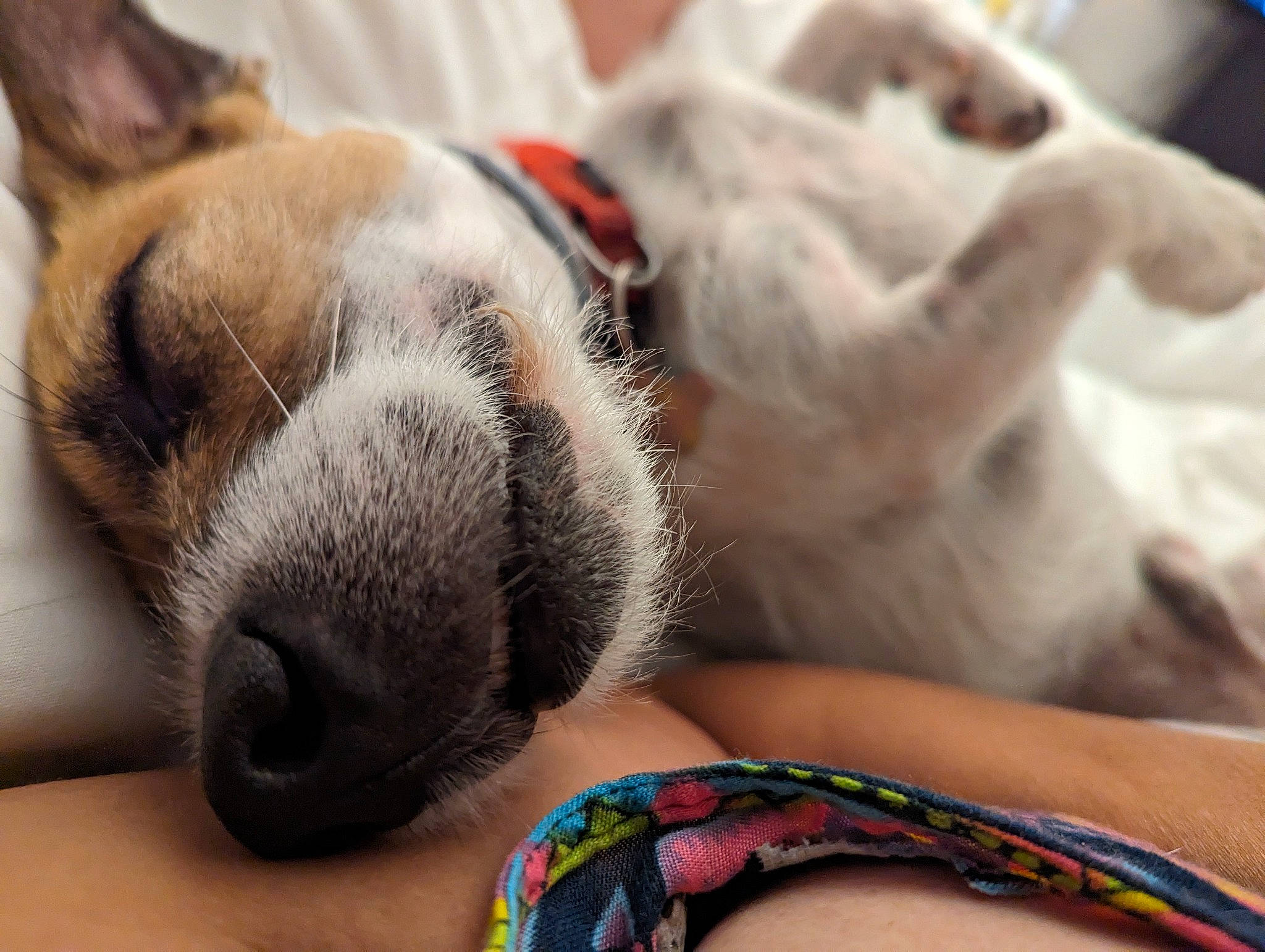 Simba a rejoint le concours — aidez-le/la à gagner de superbes lots ! carnivore, comfort, companion_dog, couch, dog, dog_breed, fawn, felidae, foot, fur, gesture, human_body, human_leg, mammal, nail, paw, small_to_medium_sized_cats, vertebrate, whiskers, wrist