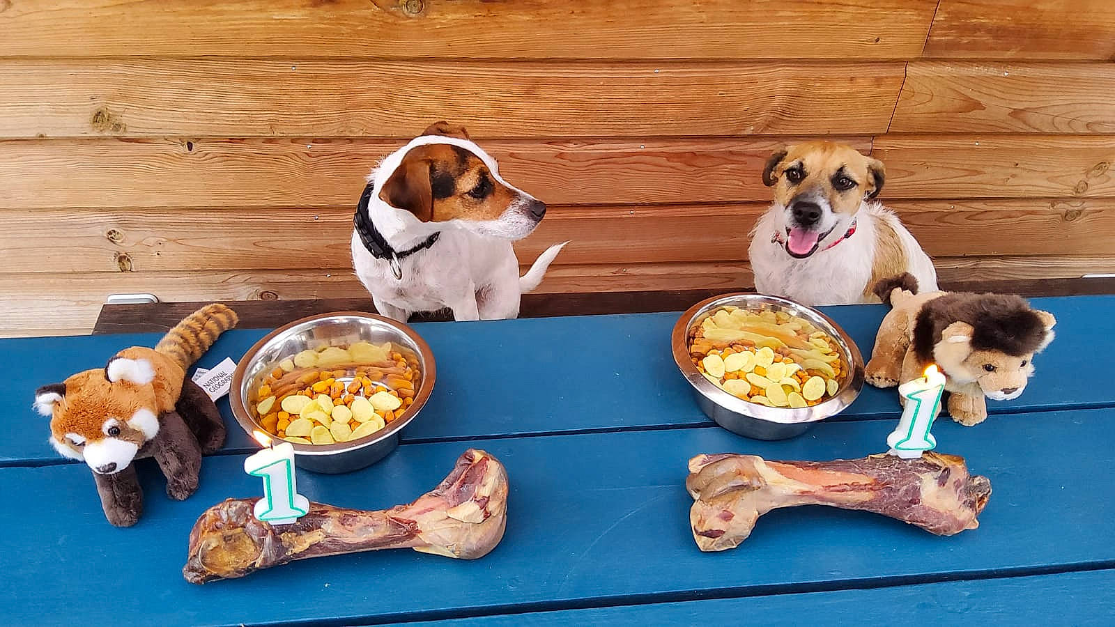 Nalla participe au concours pour gagner de l'argent avec cette photo : animal_feed, bowl, carnivore, companion_dog, cuisine, dish, dishware, dog, dog_breed, dog_food, dog_supply, food, ingredient, pet_food, pet_supply, recipe, serveware, small_animal_food, tableware, wood