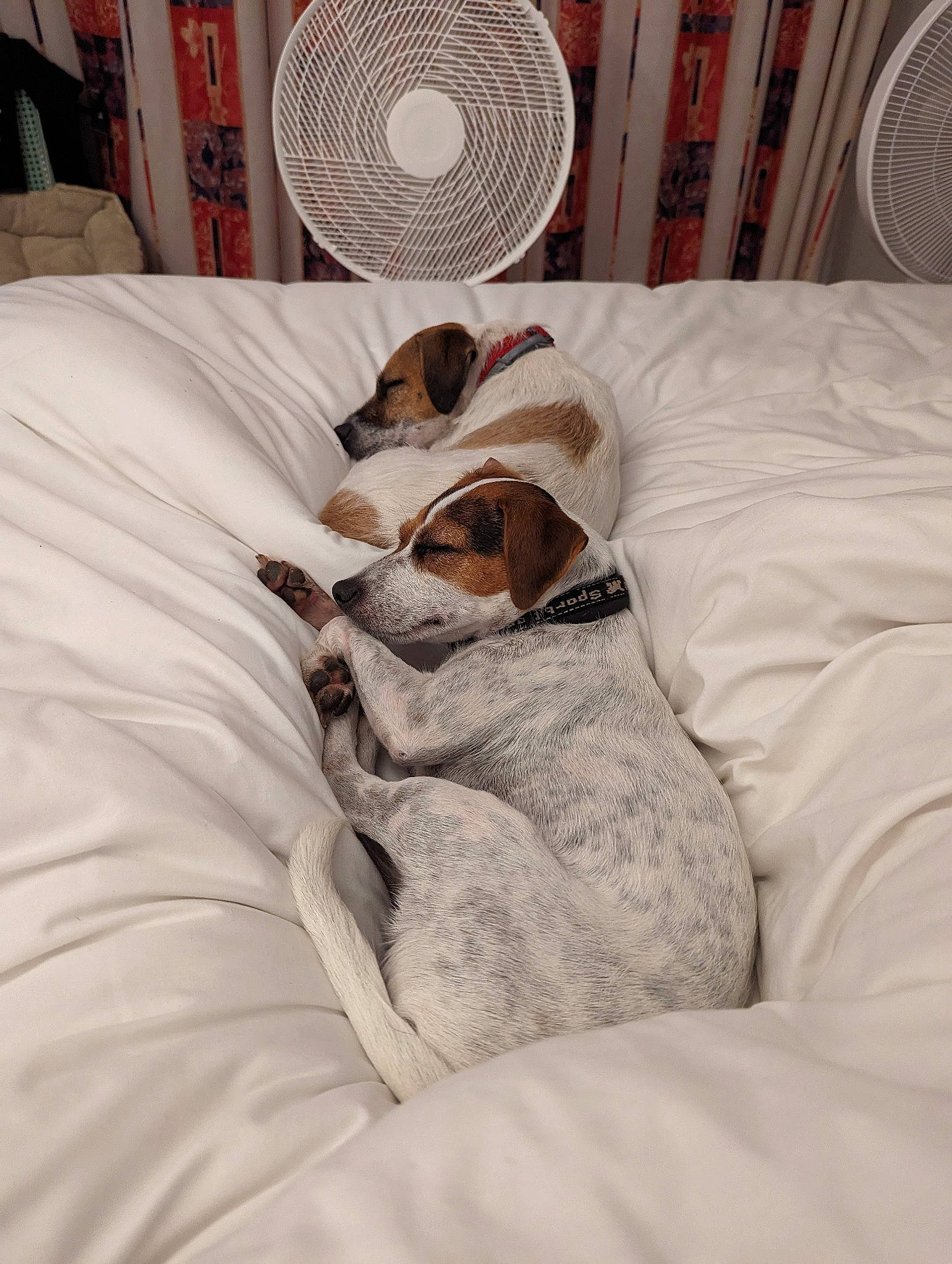 Nalla participe au concours pour gagner de l'argent avec cette photo : bed, bedding, bedroom, canidae, carnivore, comfort, companion_dog, dog, dog_breed, duvet, fawn, felidae, flooring, fur, interior_design, linens, room, small_to_medium_sized_cats, sporting_group, textile