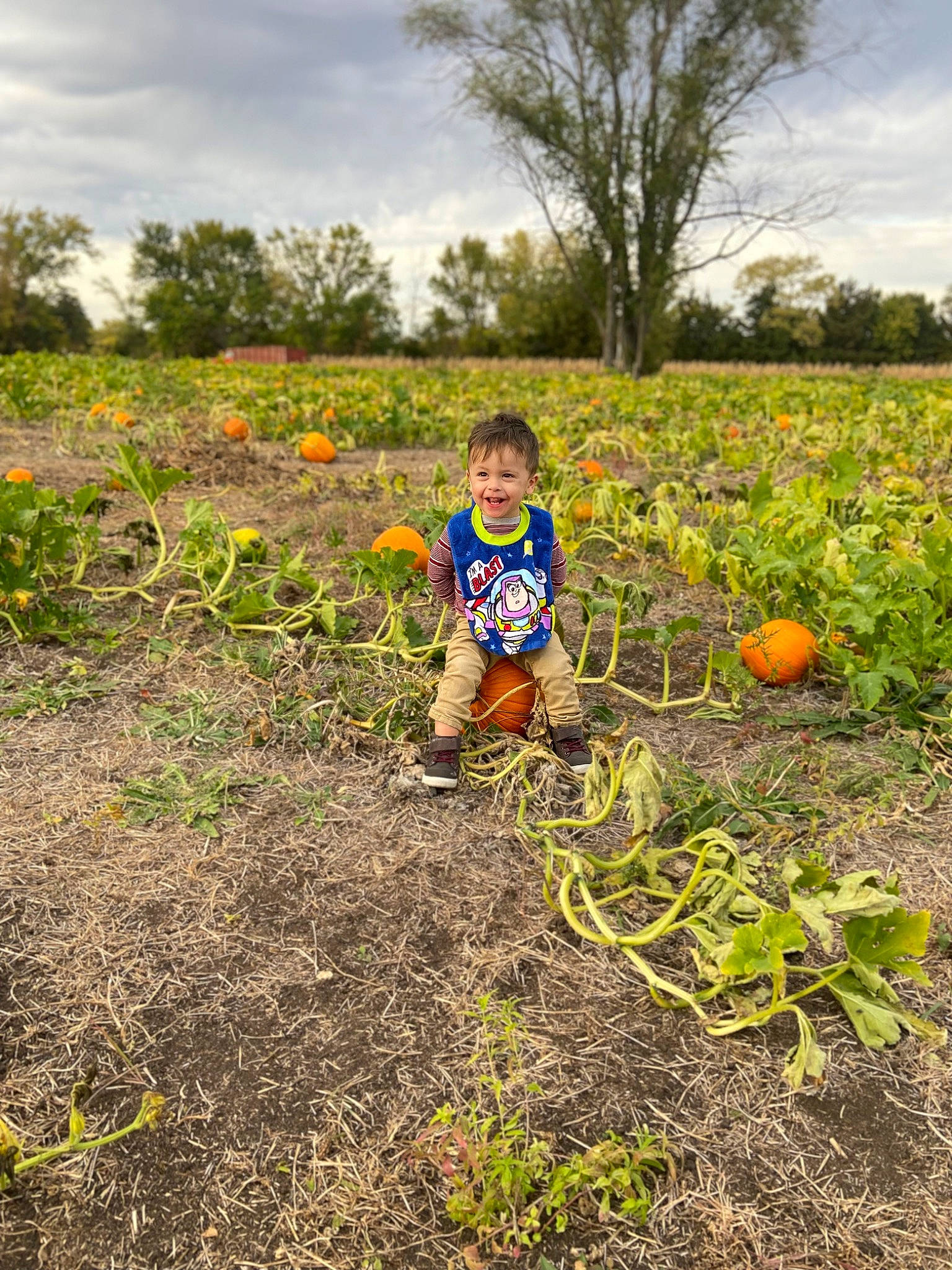 Kaiser is registered to the contest to win money with this photo: agriculture, calabaza, cloud, cucurbita, farmer, farmworker, field, flowering_plant, food, gourd, joy, landscape, people_in_nature, person, plant, pumpkin, rural_area, sky, squash, tree