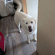 Molly joined the competition — help win amazing prizes! dog, white_dog, blue_eyes, indoor, wooden_floor, tail_wagging, pet, canine, household, curious, playful, happy, fur, animal, looking, standing, doorway, nose, ears, companion