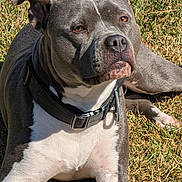Tank joined the competition — help win amazing prizes! animal, canine, close_up, collar, dog, ears, eyes, fur, grass, gray, laying_down, mammal, nature, nose, outdoor, pet, portrait, relaxed, sunlight, white