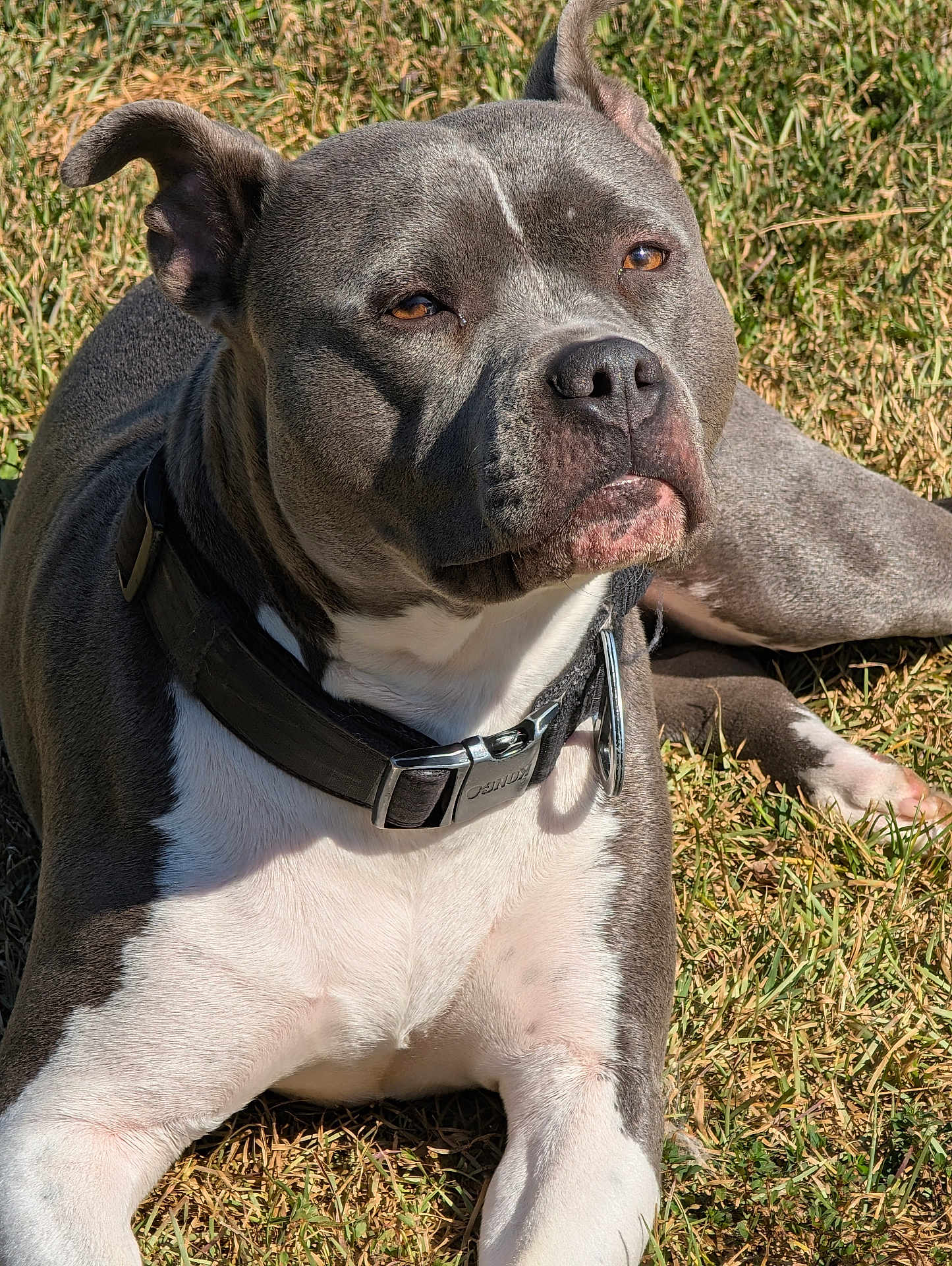 Tank joined the competition — help win amazing prizes! animal, canine, close_up, collar, dog, ears, eyes, fur, grass, gray, laying_down, mammal, nature, nose, outdoor, pet, portrait, relaxed, sunlight, white