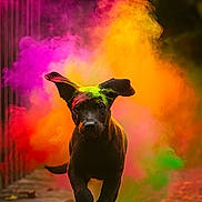 Rico participe au concours pour gagner de l'argent avec cette photo : dog, puppy, running, colorful_powder, outdoor, motion, playful, ears_flapping, black_dog, vibrant_colors, dust_cloud, nature, pathway, leaves, daylight, animal, energetic, fun, cute, portrait