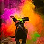 dog, puppy, running, colorful_powder, outdoor, motion, playful, ears_flapping, black_dog, vibrant_colors, dust_cloud, nature, pathway, leaves, daylight, animal, energetic, fun, cute, portrait